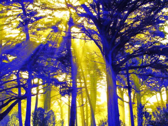 Blue trees, yellow light